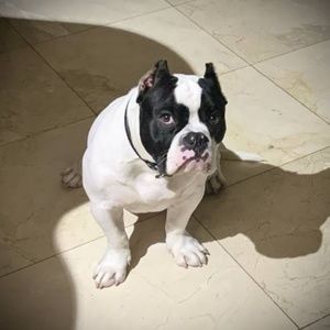 Meet your Posher, Roy